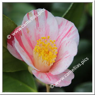 Camellia Japonica 'Coeur de Miel '