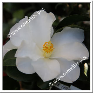 Camellia Hybrid 'Dr Colin Crisp'