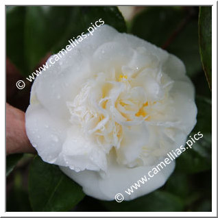 Camellia Japonica 'Colomba'