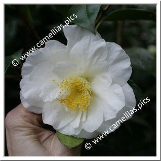 Camellia Japonica 'Colonial Dame'