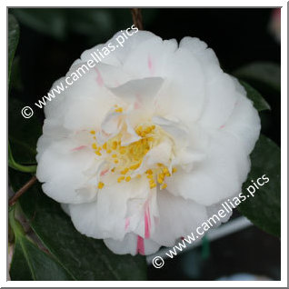 Camellia Japonica 'Colonial Lady'