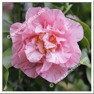 Camellia Japonica 'Colvillii'
