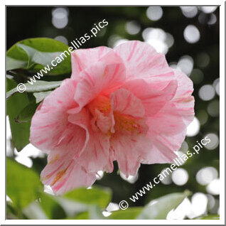 Camellia Japonica 'Colvillii Vera'
