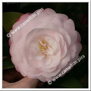 Camellia Japonica 'Commander Mulroy'