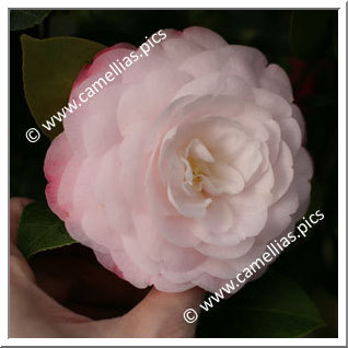 Camellia Japonica 'Commander Mulroy'