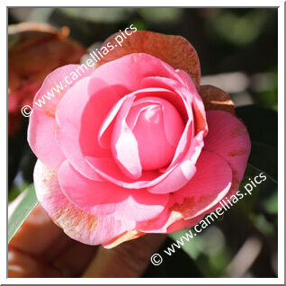 Camellia Japonica 'Commendatore Betti'