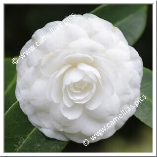 Camellia Japonica 'Compacta Alba'