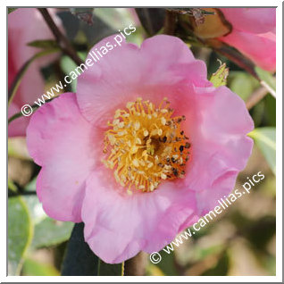 Camellia Botanique 'C. compressa'