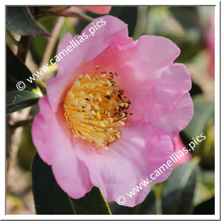 Camellia Species C. compressa