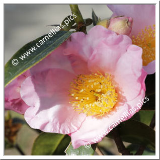 Camellia Species 'C. compressa'