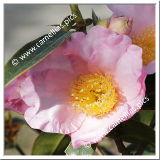 Camellia Botanique C. compressa