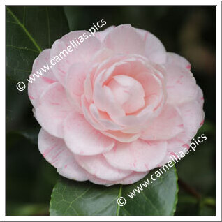 Camellia Japonica 'Comte de Gomer'