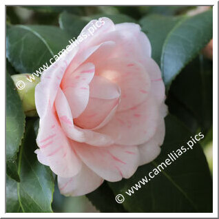 Camellia Japonica 'Comte de Gomer'
