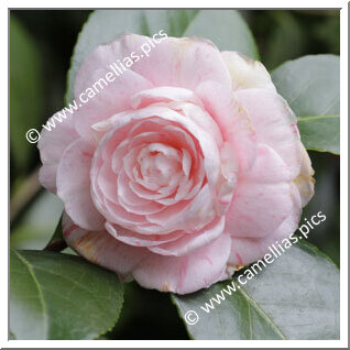 Camellia Japonica 'Comte de Gomer'