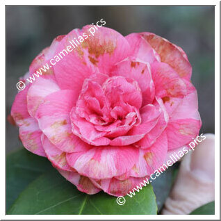 Camellia Japonica 'Comtessa Ricci'
