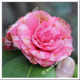 Camellia Japonica 'Comtessa Ricci'