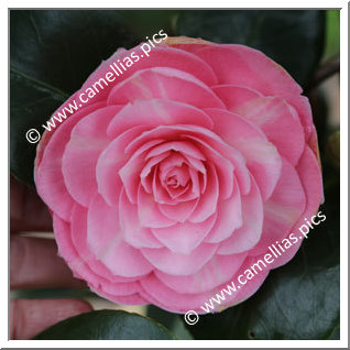 Camellia Japonica 'Comtesse du Hainaut '