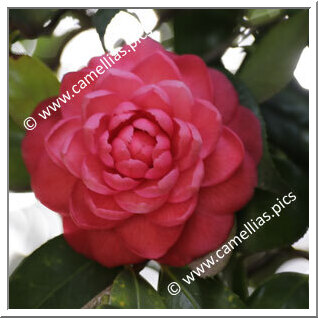 Camellia Japonica 'Conde do Bomfim'