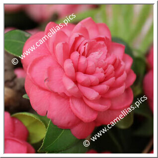 Camellia Japonica 'Conde do Bomfim'