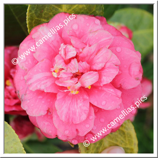 Camellia Japonica 'Confetti Red'