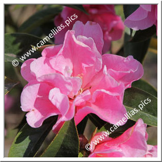 Camellia Hybride C.reticulata 'Confucius'