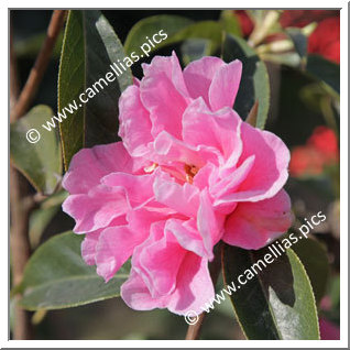 Camellia Hybride C.reticulata 'Confucius'