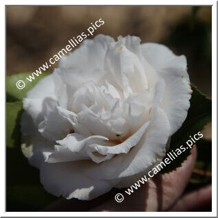 Camellia Japonica 'Conrad Hilton'