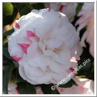 Camellia Japonica 'Conte Cicogna'