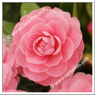 Camellia Japonica 'Conte Soranzo'