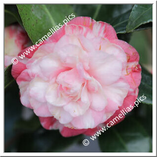 Camellia Japonica 'Contessa Benedetti'