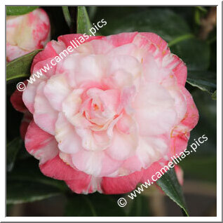 Camellia Japonica 'Contessa Benedetti'