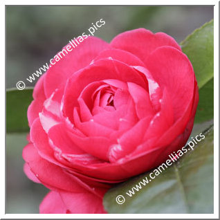 Camellia Japonica 'Contessa Bouturlin'
