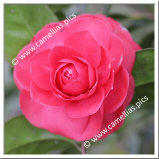 Camellia Japonica 'Contessa Bouturlin'