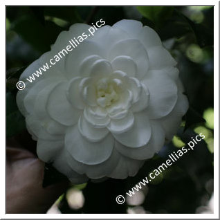 Camellia Japonica 'Contessa Calini'