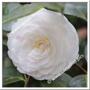 Camellia Japonica 'Contessa Nencini'