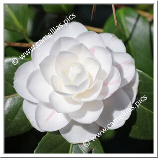 Camellia Japonica 'Contessa Nencini'