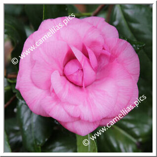 Camellia Japonica 'Contessa Samailoff'