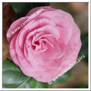 Camellia Japonica 'Contessa Samailoff'