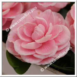 Camellia Japonica 'Contessa Tozzoni'