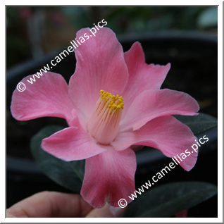 Camellia Hybrid C.x williamsii 'Coral Bouquet'
