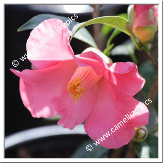 Camellia Hybride C.x williamsii 'Coral Bouquet'