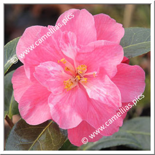 Camellia Hybride C.x williamsii 'Coral Delight'