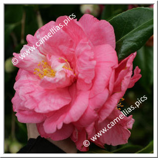 Camellia Japonica 'Coral Pink Lotus Variegated'