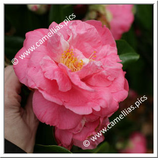 Camellia Japonica 'Coral Pink Lotus Variegated'