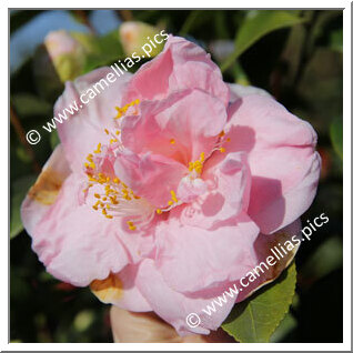 Camellia Japonica 'Coral Queen'