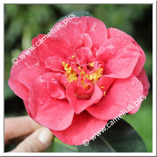 Camellia Japonica 'Corallina'