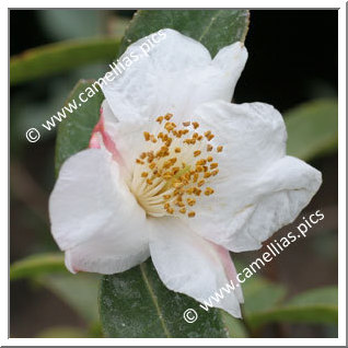 Camellia Hybride 'Cornish Snow'