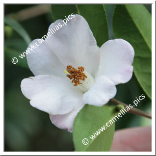 Camellia Hybrid 'Cornish Snow'