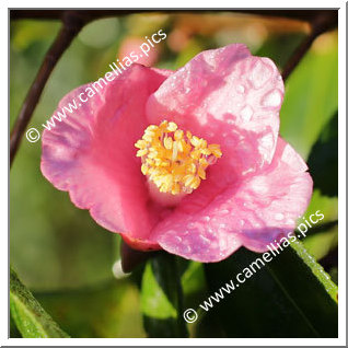 Camellia Hybrid 'Cornish Spring'