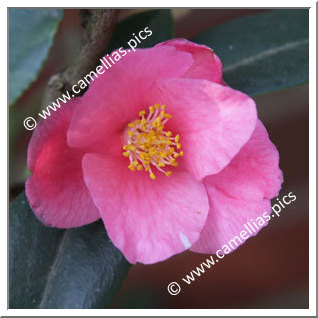 Camellia Hybride 'Cornish Spring'